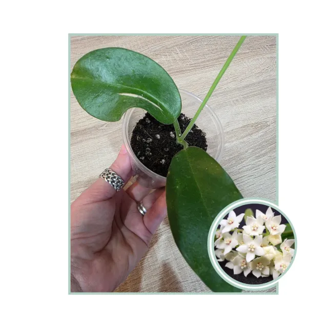 Hoya Albiflora