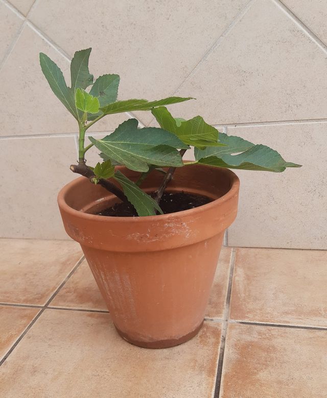 Higuera Maceta Barro