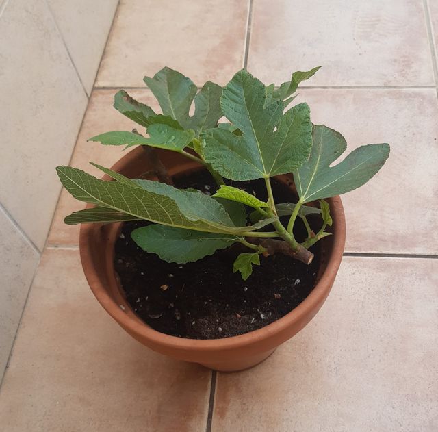 Higuera Maceta Barro