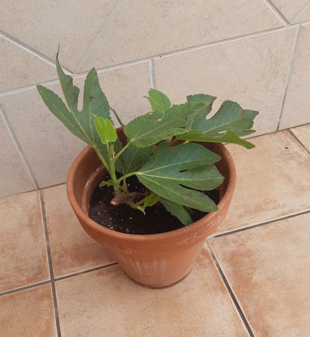 Higuera Maceta Barro