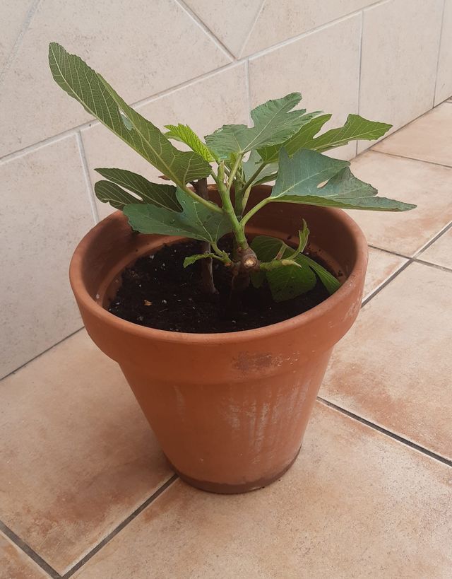 Higuera Maceta Barro