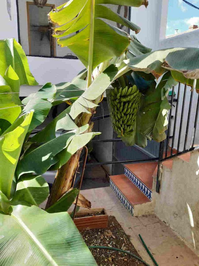 Plantón. Platanera Canaria