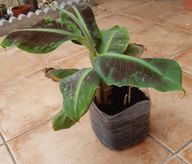 Plantón. Platanera Canaria