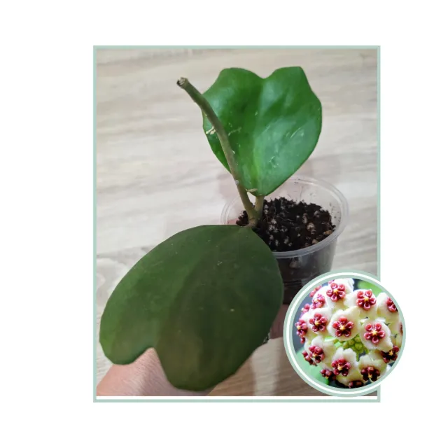 Hoya Kerrii Corazón