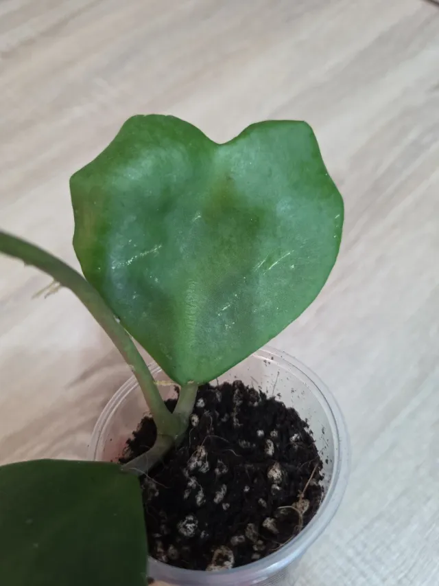 Hoya Kerrii Corazón