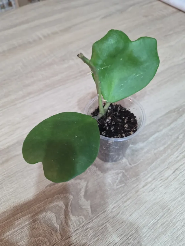 Hoya Kerrii Corazón