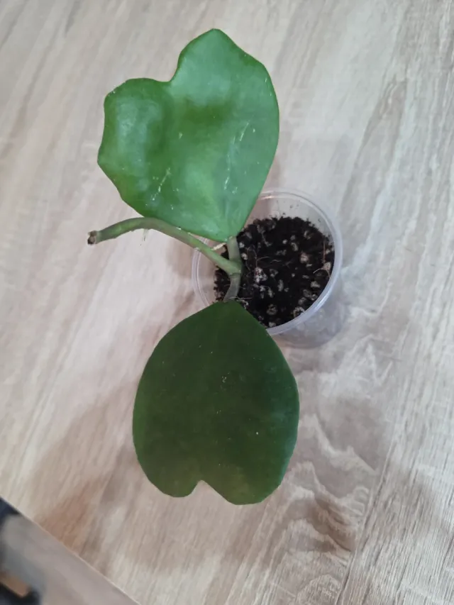 Hoya Kerrii Corazón