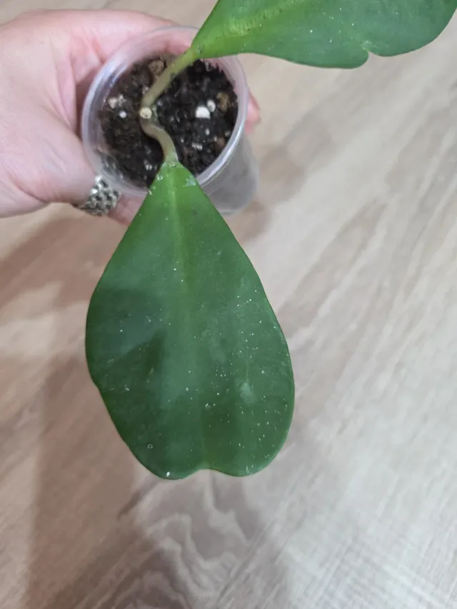 Hoya Kerrii