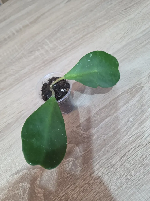 Hoya Kerrii