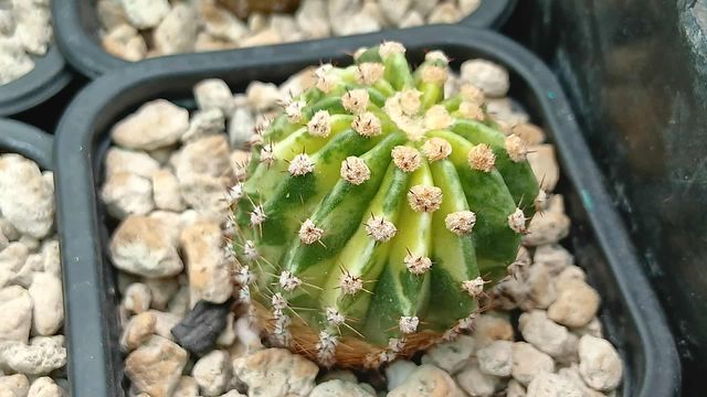 Cactus variegado b36