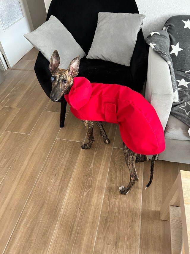 Chubasquero para perro rojo