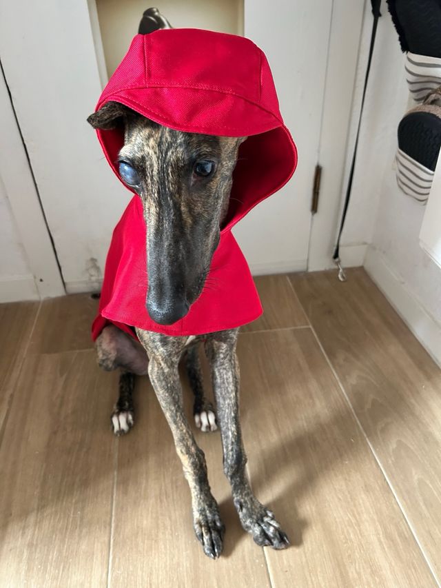 Chubasquero para perro rojo