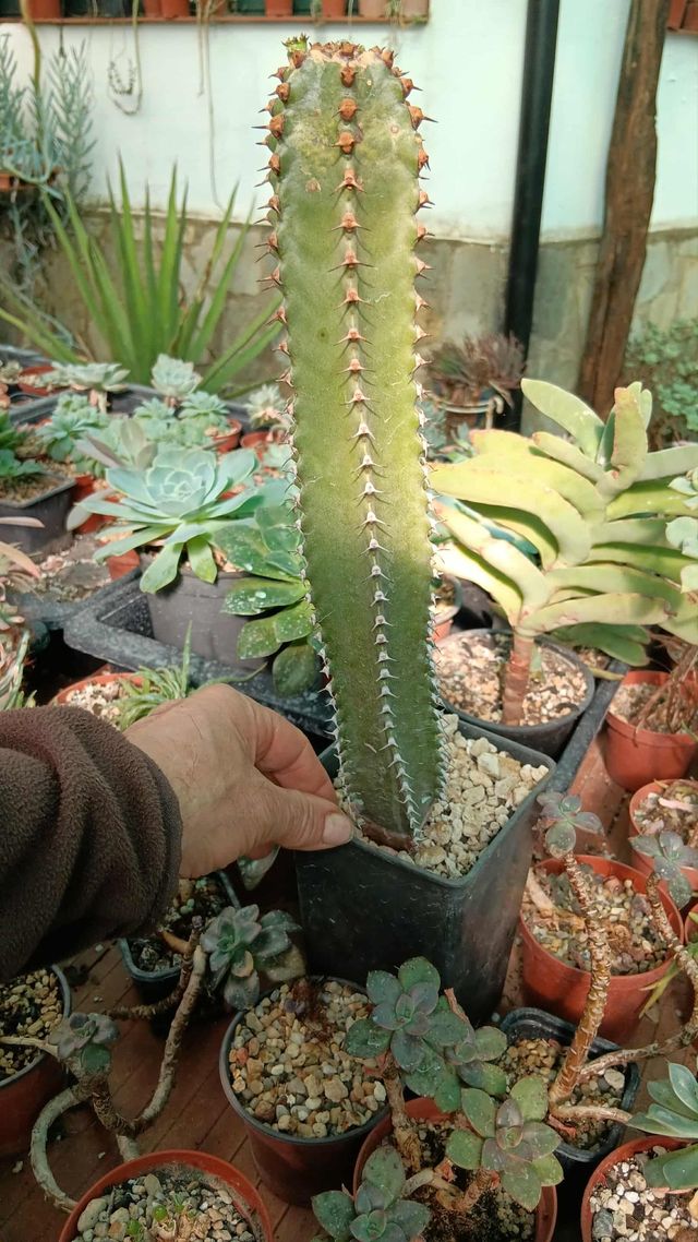 Euphorbia Canariensis - 25 e⁷