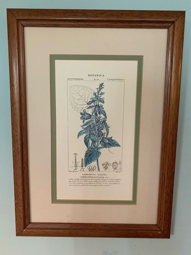 7 Quadri botanica in carta e legno