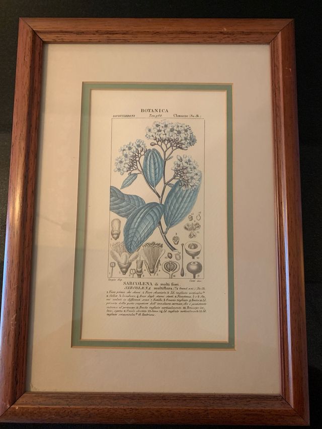 7 Quadri botanica in carta e legno