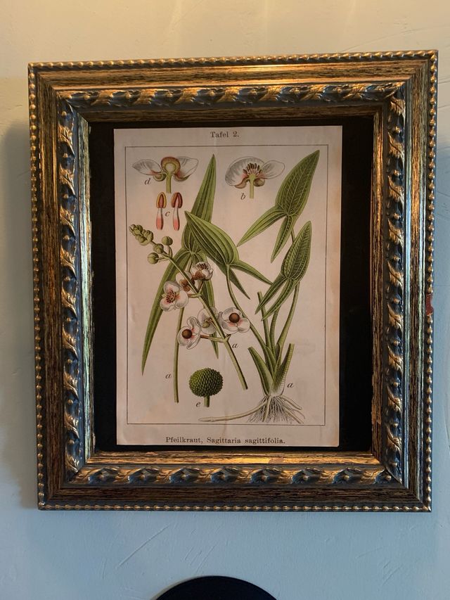 7 Quadri botanica in carta e legno