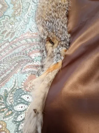 Chaqueta de zorro de Virginia Talla Única