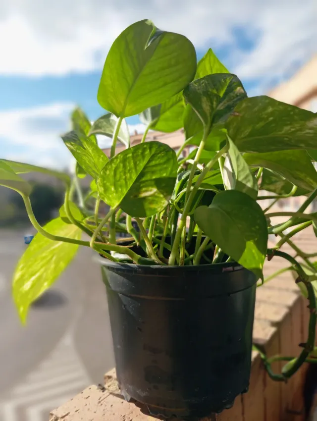 Planta Potos\Potus en maceta negra