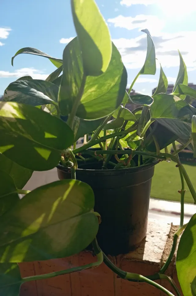 Planta Potos\Potus en maceta negra