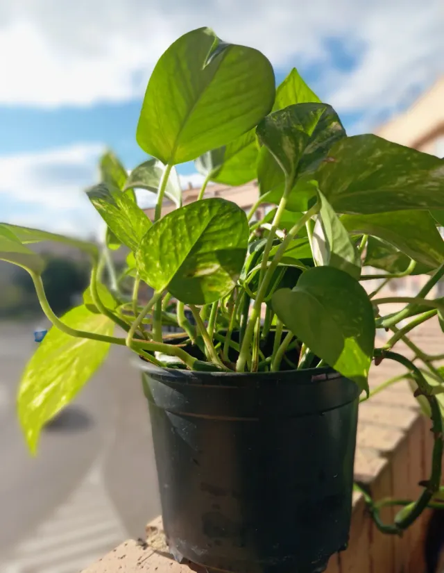 Planta Potos\Potus en maceta negra