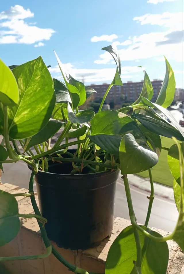 Planta Potos\Potus en maceta negra