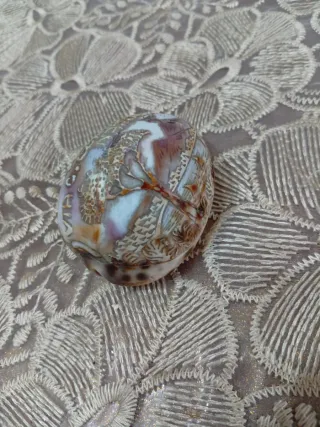 Conchiglia cammeo inizio '900