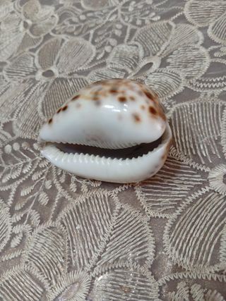 Conchiglia cammeo inizio '900