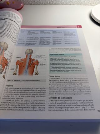 Gray. Anatomía básica