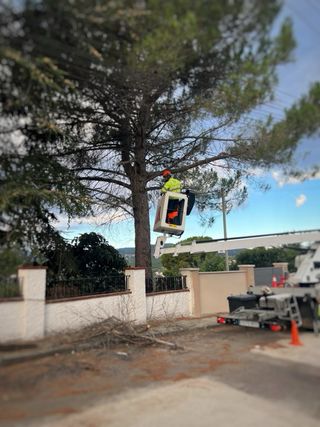 TALA Y PODA DE ÁRBOLES EN ALTURA CON EXPERTOS
