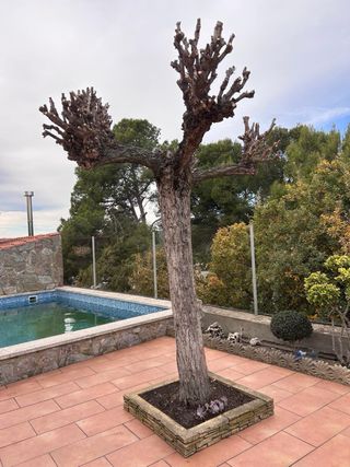 JARDINERO: PODA DE ÁRBOLES Y SETOS