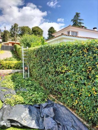 JARDINERO: PODA Y DECORACION DE SETOS