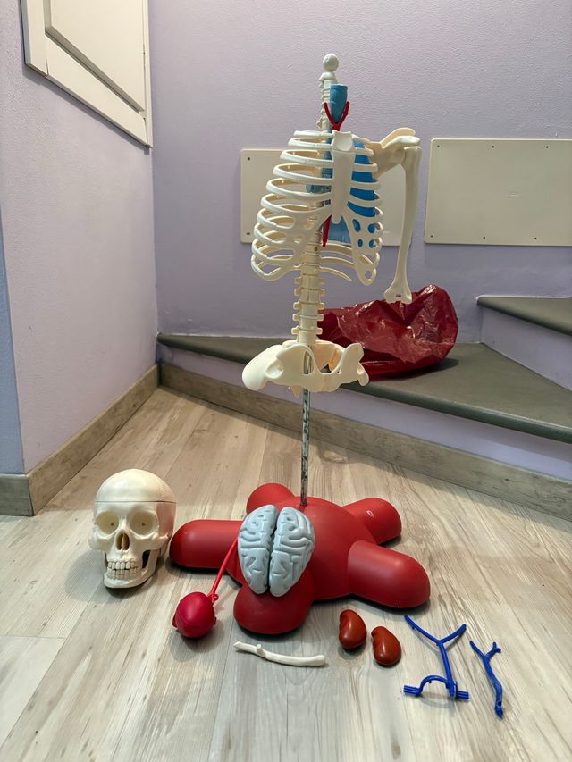 Willy corpo umano RBA – modello anatomico