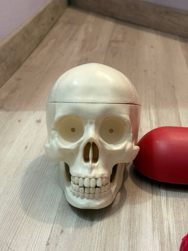 Willy corpo umano RBA – modello anatomico