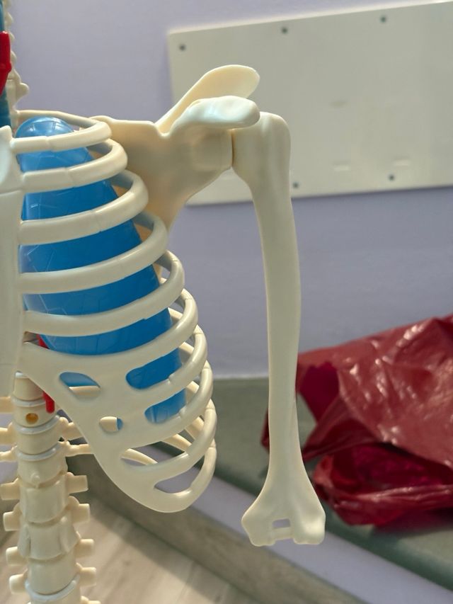 Willy corpo umano RBA – modello anatomico