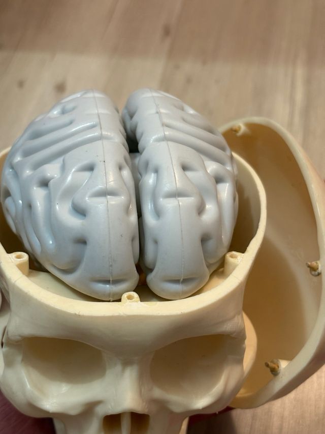 Willy corpo umano RBA – modello anatomico