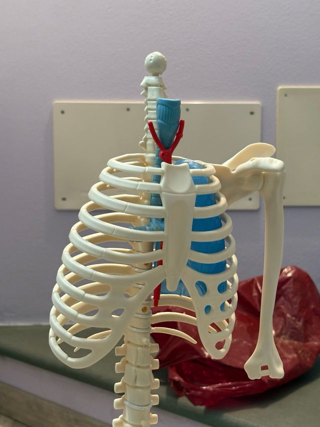 Willy corpo umano RBA – modello anatomico