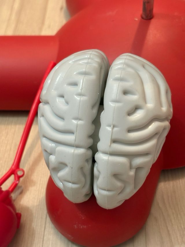 Willy corpo umano RBA – modello anatomico