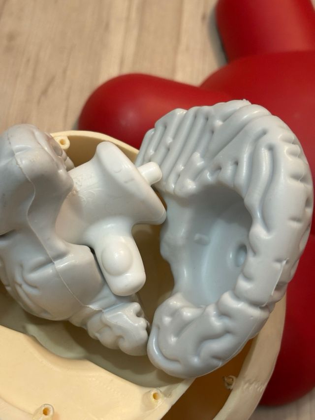 Willy corpo umano RBA – modello anatomico