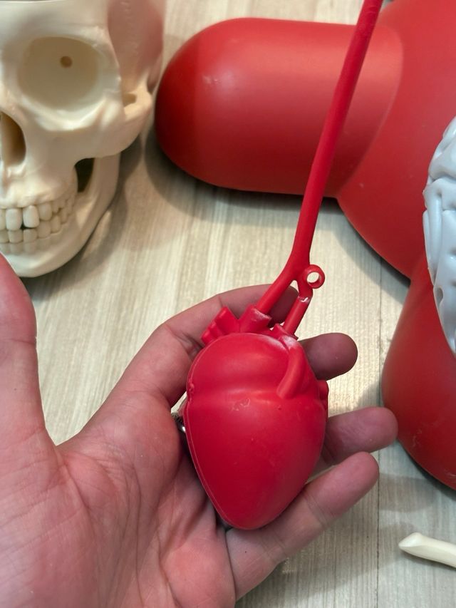 Willy corpo umano RBA – modello anatomico