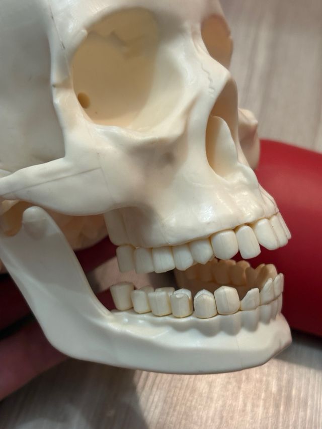 Willy corpo umano RBA – modello anatomico