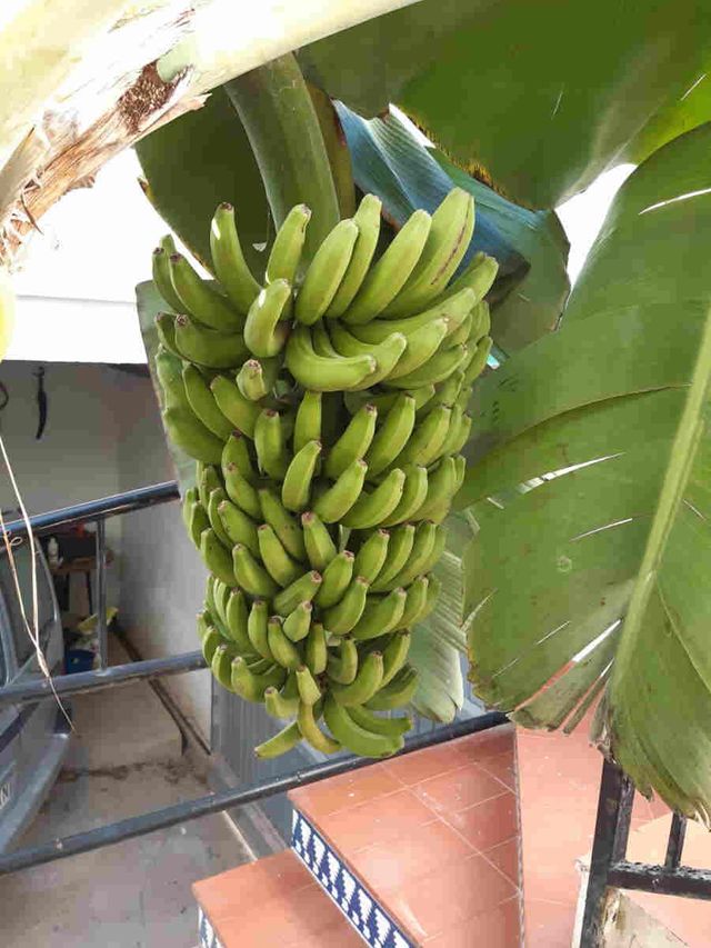 Plantón planta Platanera.