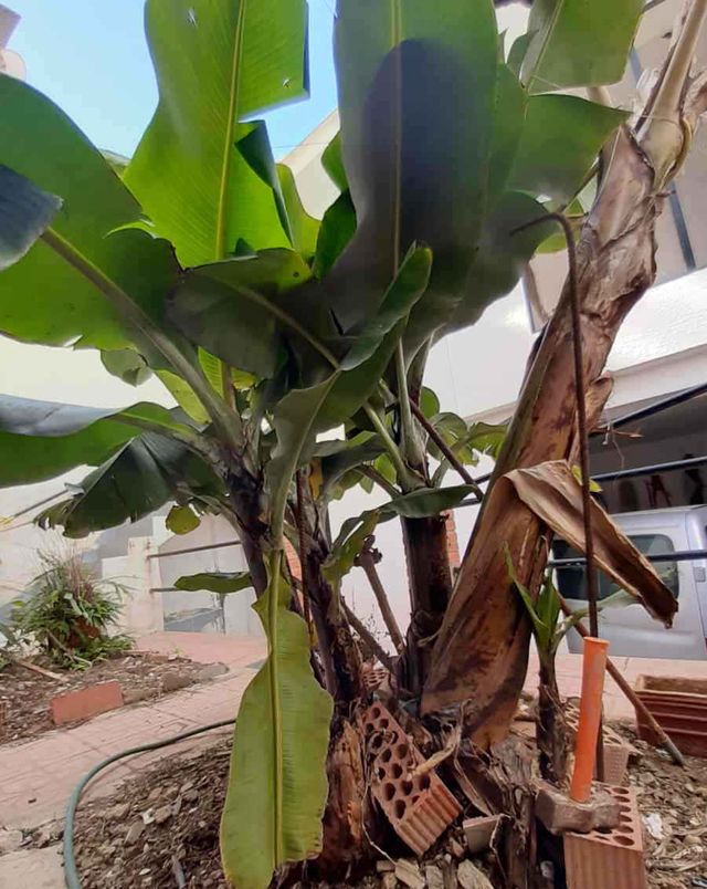 Plantón planta Platanera.