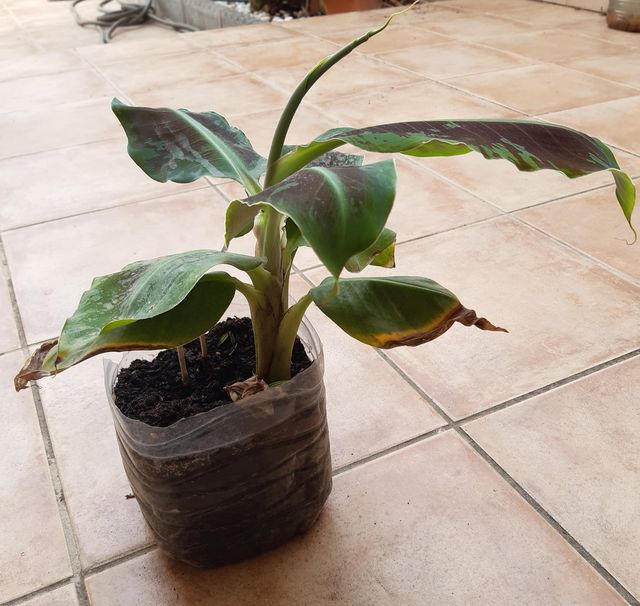 Plantón planta Platanera.