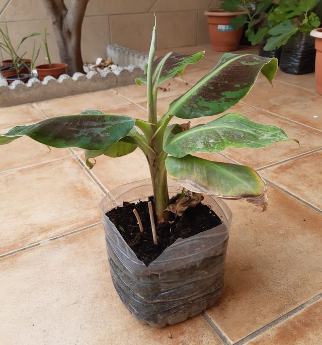 Plantón planta Platanera.