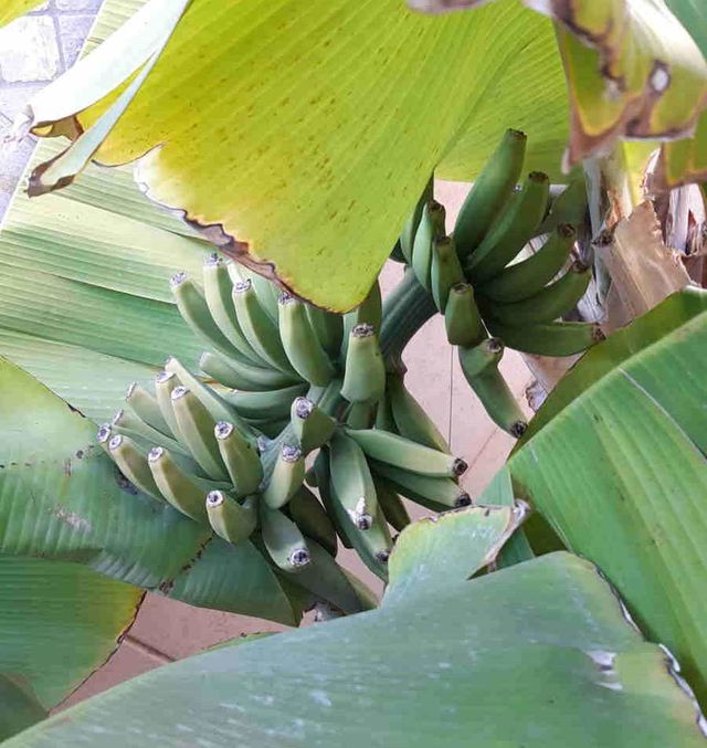 Plantón planta Platanera.