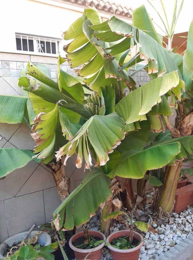 Plantón planta Platanera.