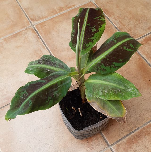 Plantón planta Platanera.