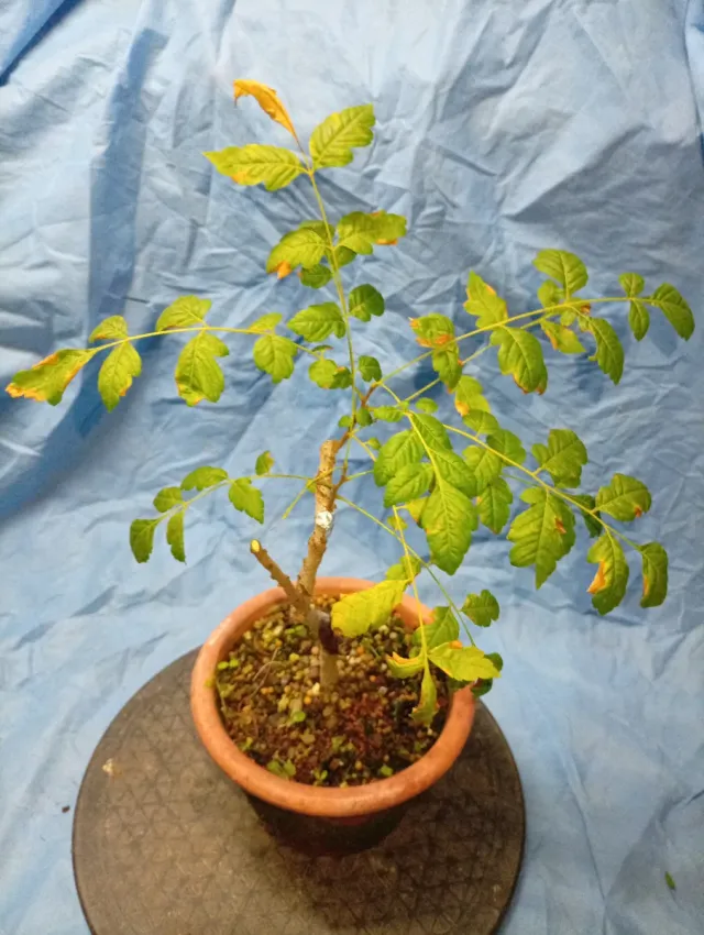 Jabonero o farolillo Chino