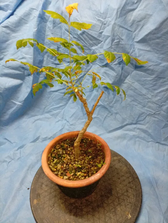 Jabonero o farolillo Chino