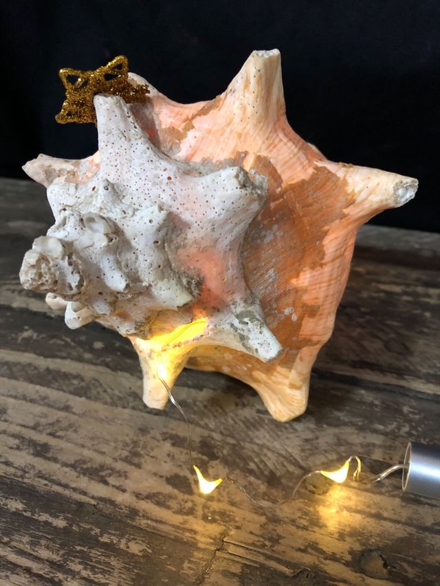 Montaje Nacimiento en Concha Natural con Luz 